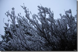 NIEVE 9[5]