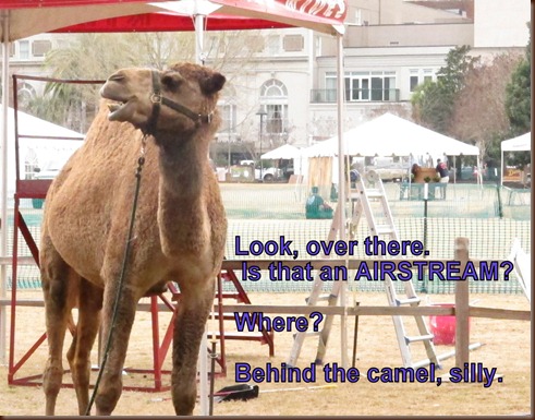 camel and airstream.