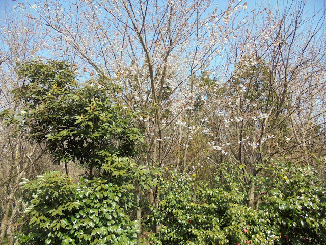 山桜が花盛り