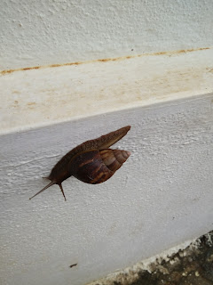 Snail