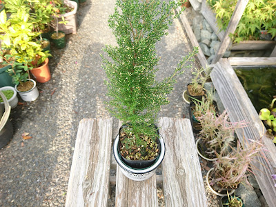 立派な鉢植え