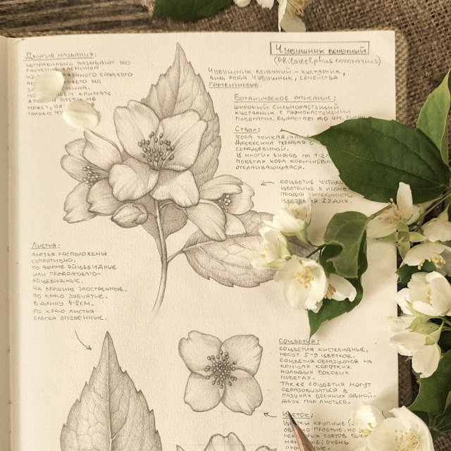 chubushnik venechnyj, Philadelphus coronarius, Linum usitatissimum, risunok-botanika, flower, small flower, sketchbook, botanical  illustration, nature sketchbook