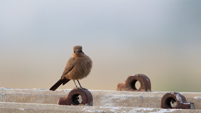 Brown rock chat or Indian chat (शमा) - Oenanthe fusca