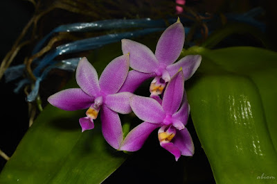 Phalaenopsis violacea care and culture