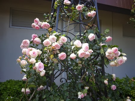 roses 1