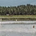 Prihatin, Sawah Terendam Banjir 