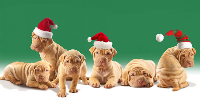 Free Christmas Puppy Dog HD Wallpapers for iPhone 5