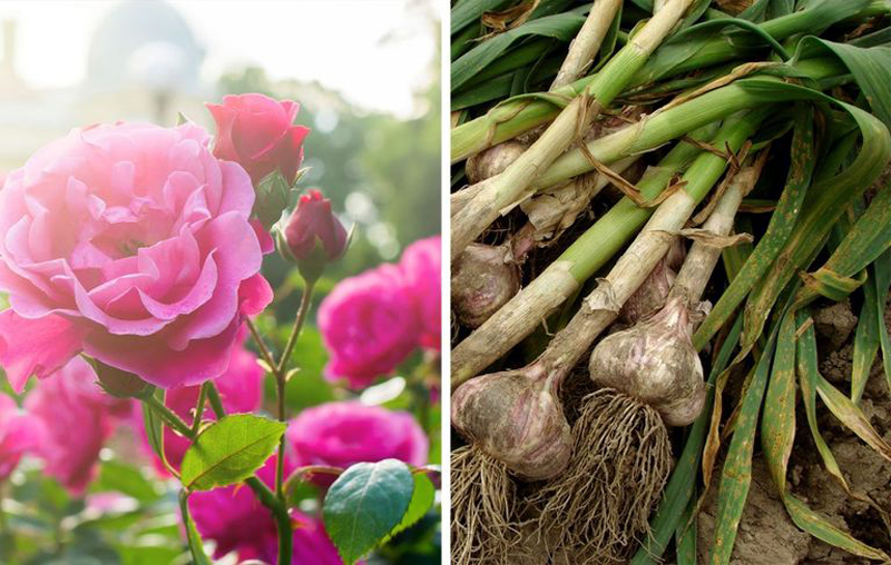 26 Plants You Should Always Grow Side-By-Side