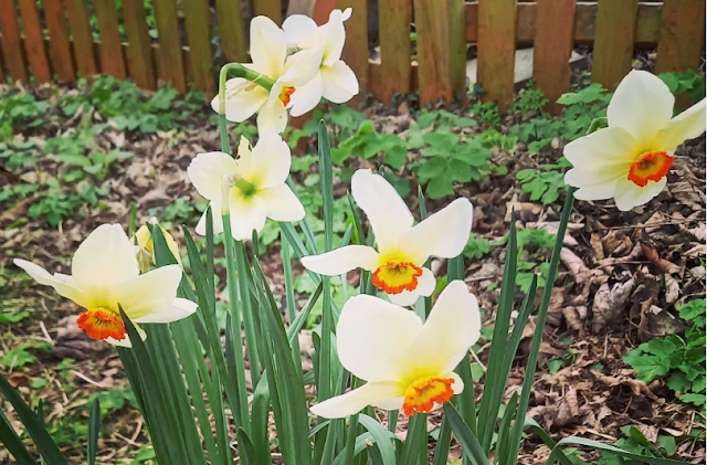 Daffodils