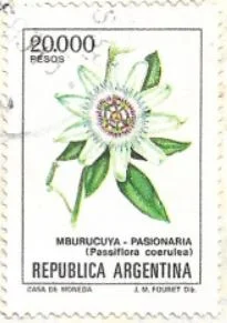 Selo Passiflora coerulea