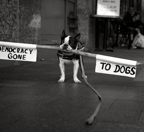 cute-pets-at-occupy-wall-street-12