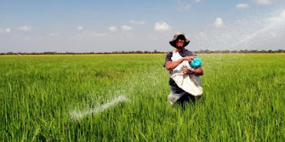 Altos costos y baja rentabilidad afectan cultivos de arroz y maíz