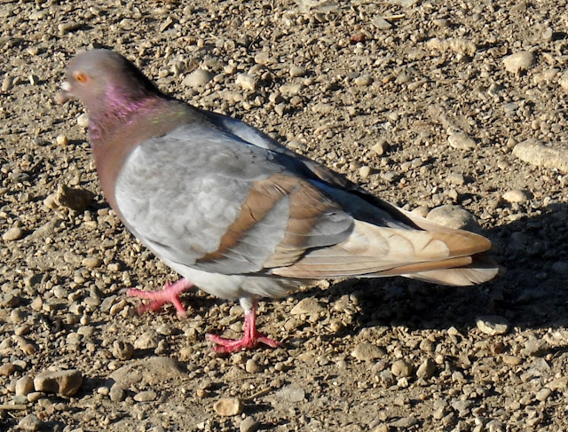 Feral pigeons at Sunset Bay, White Rock Lake, Dallas, Texas