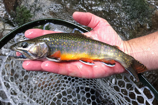 Trophy native southern Appalachian brook trout