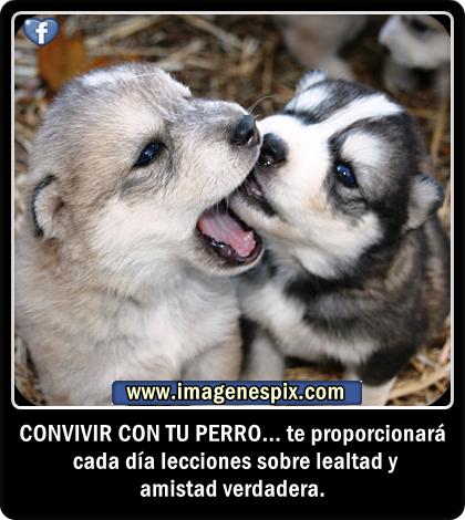 Imágenes Tiernas de Animales con Frases de Amor 