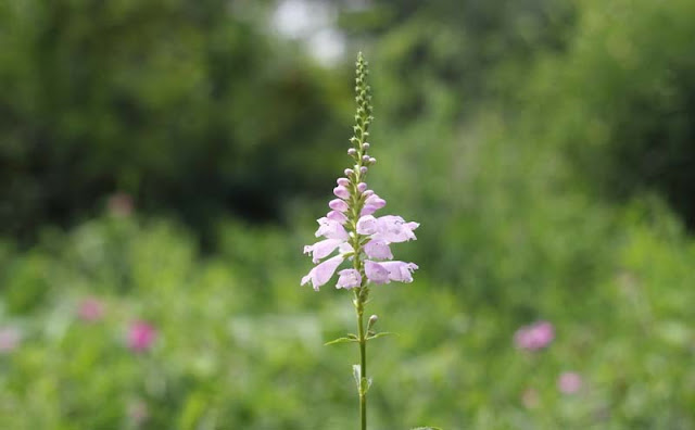 Physostegia Virginiana Flowers Pictures