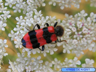 Clairon des abeilles - Trichodes apiarius