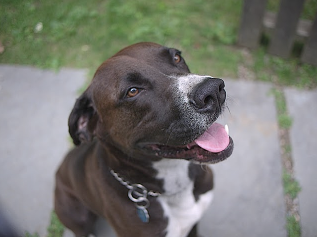 abcd dog