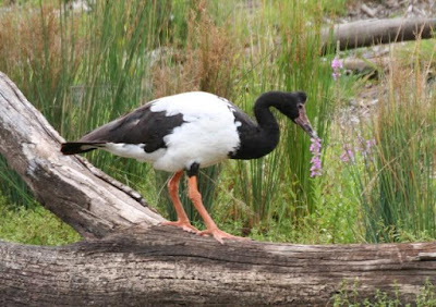 Magpie Goose