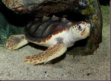 Amazing Pictures of Animals Caretta Caretta  Loggerhead sea turtle.Alex (1)