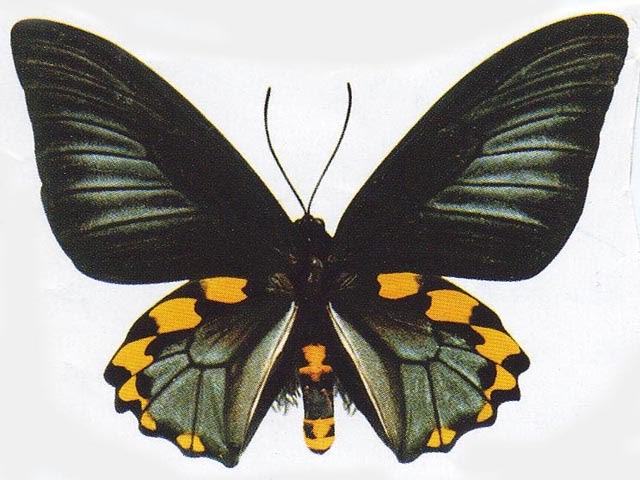 Koleksi Gambar  Kupu kupu Indah Gambar  Hidup