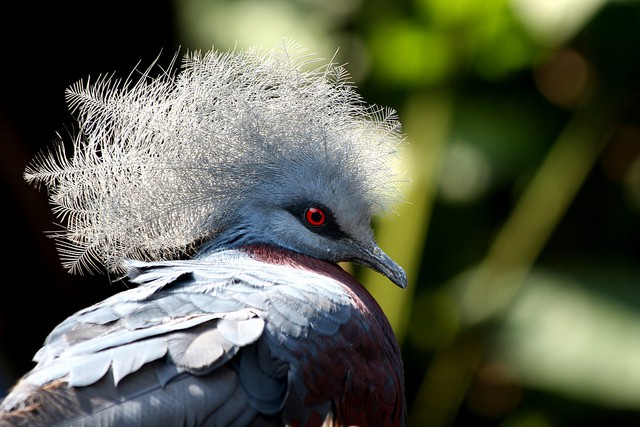 BANCO DE IMAGENS - POMBOS ORNAMENTAIS E EXÓTICOS  https://mundoanimalevidaselvagem.blogspot.com.br