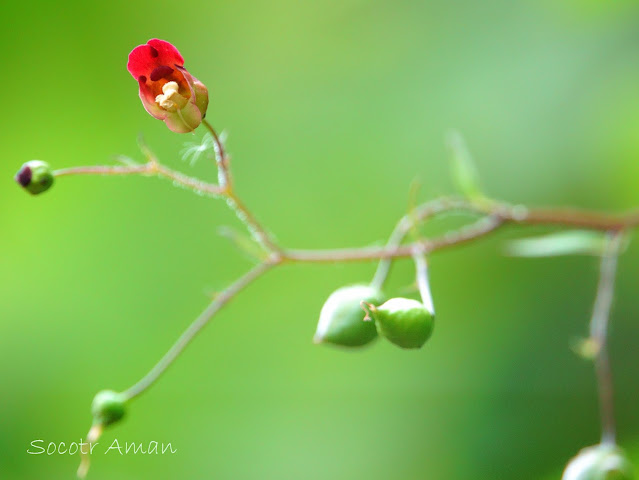 Scrophularia duplicatoserrata