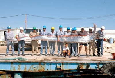 Oarfish