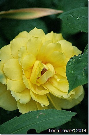 Rose Unknown2