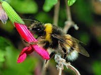 bumblebee drinking nectar from a flower, Bumblebee Way of Life and Reproductive Cycle, Choice of Place of Residence of the Bumblebee, Haplodipoloidia Fertilization and Artificial Insemination of Bumblebees, Hibernation Bumblebee, Gestation Programmed and Organized Nurseries Bumblebees, The Ability to Manipulate Their Bumblebee Queen Pheromones and Sex of Offspring of Bumblebees, Sex Selection of Bumblebees Allows the Survival of the Species, Nupcional and the Mating Flight of the Bumblebee.   After the winter and a long period of hibernation, in spring they surface the fertilized most famous female Bumblebees as "Bumblebees Queens", which immediately after emerging from hibernation in the spring, starting with great responsibility and urgency to build instinctively his nest, for which seek the most appropriate for the construction of the same place, find a place you like and use is no easy task, HOWEVER simientos usually do this in a cave or burrow abandoned a small rodent like a mouse example, but can also choose the former home of another rodent similar Tamna, http://althox.blogspot.com/2014/05/Bumblebee-Way-of-Life-and-Reproductive-Cycle.html