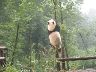 Chengdu panda