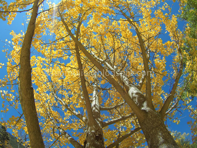 Wuling Farm maple autumn foliage