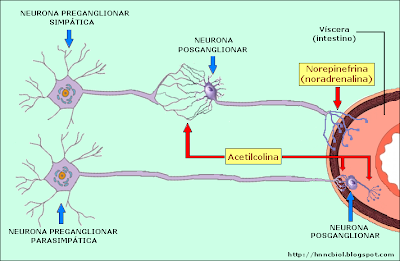 NEUROTRANSMISORES Y RECEPTORES DEL SISTEMA NERVIOSO AUTÓNOMO