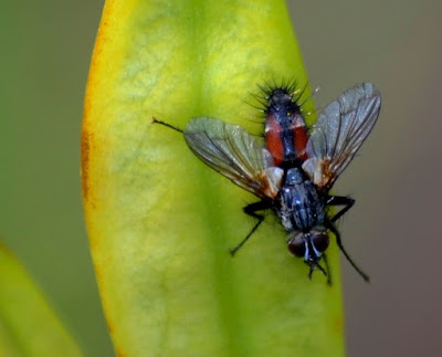 Garten, Natur, Insekten, Nützlinge, natur, pryfed, organebau llesol, Garden, thiên nhiên, côn trùng, sinh vật có lợi, Tuin, natuur, insekte, voordelige