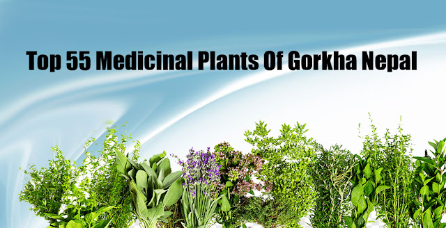 55 medicinal Plants of Gorkha Nepal