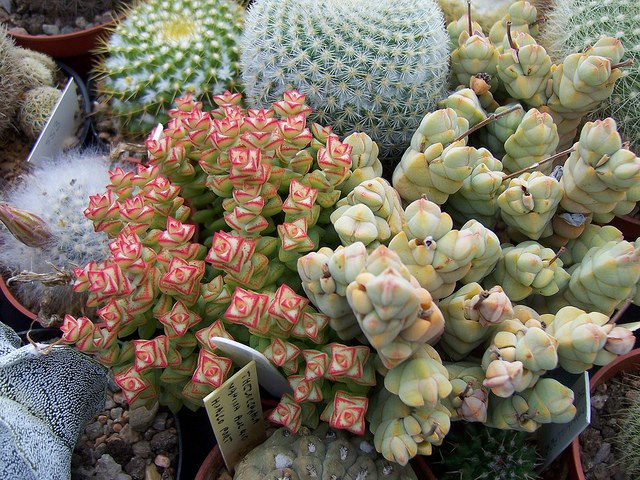 Gill Mill's Greenhouse - Crassula Tom Thumb and Crassula Arla by Srboisvert - flickr