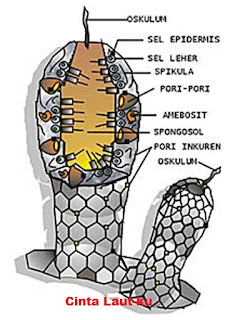 bentuk tubuh porifera