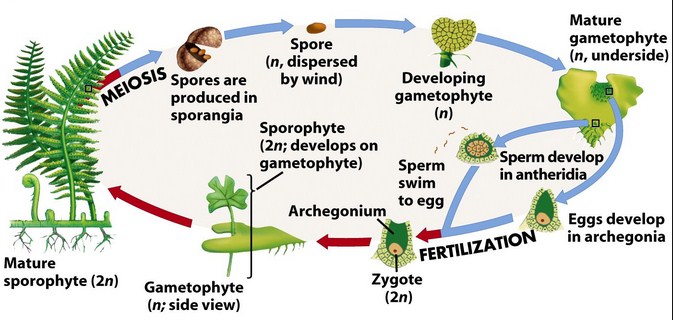 Proses Reproduksi Vegetatif pada Tumbuhan Berbiji