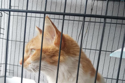 Makanan Kucing Yg Paling Bagus