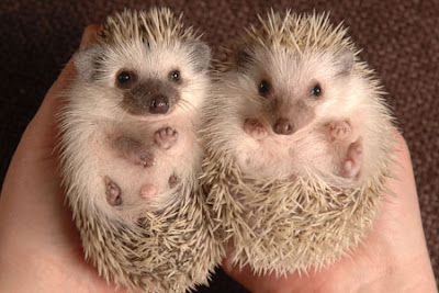 baby-hedgehogs