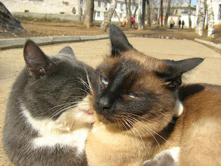 Blue-White Cat vs. Siamese Twin-Cat: Round Two