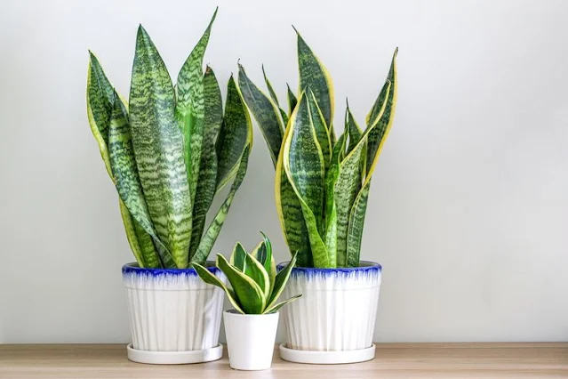 Tanaman Hias Snake Plant