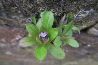 Pink flowering forget-me-not growing in a stone wall