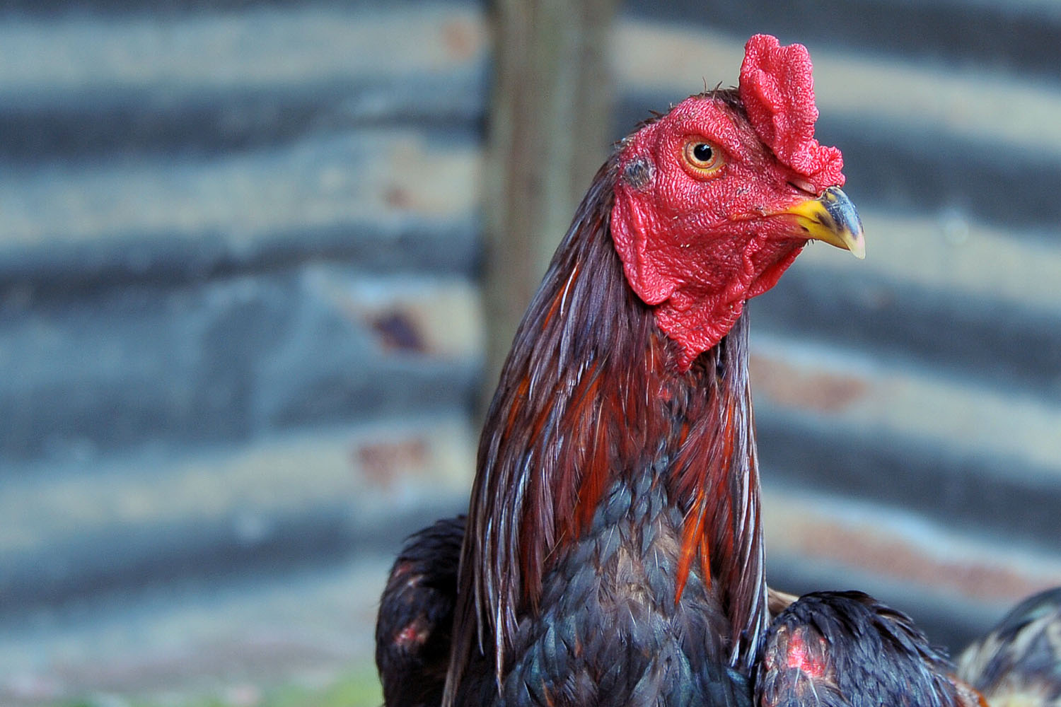 Ayam Sabung Seni Tok Ayah: Mei 2013