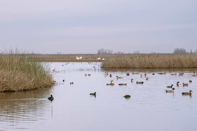 Sacramento National Wildlife Refuge, water, bokeh, mushrooms, landscape, nature, photography, outdoors, birds, birdwatching, Snow Geese, Pelicans, ducks