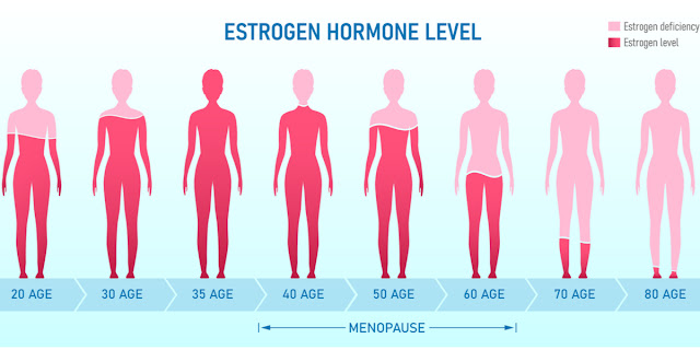 Picture of Estrogen Hormones Level