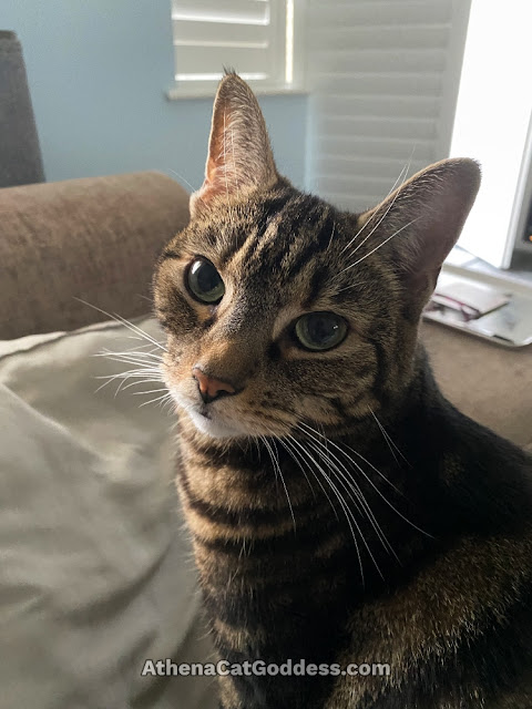 tabby cat close up