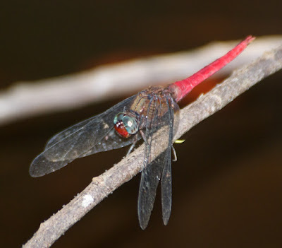 Orthetrum chrysis