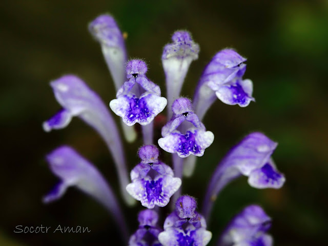 Scutellaria indica