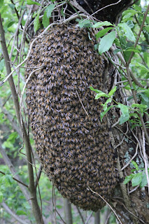 Une colonie en formation à Cheverny - abeilles